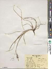 Carex bigelowii image