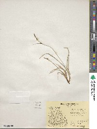 Carex bigelowii image