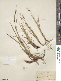 Carex bigelowii image