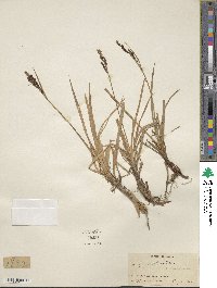 Carex bigelowii image