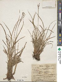 Carex bigelowii image