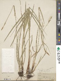 Carex biltmoreana image