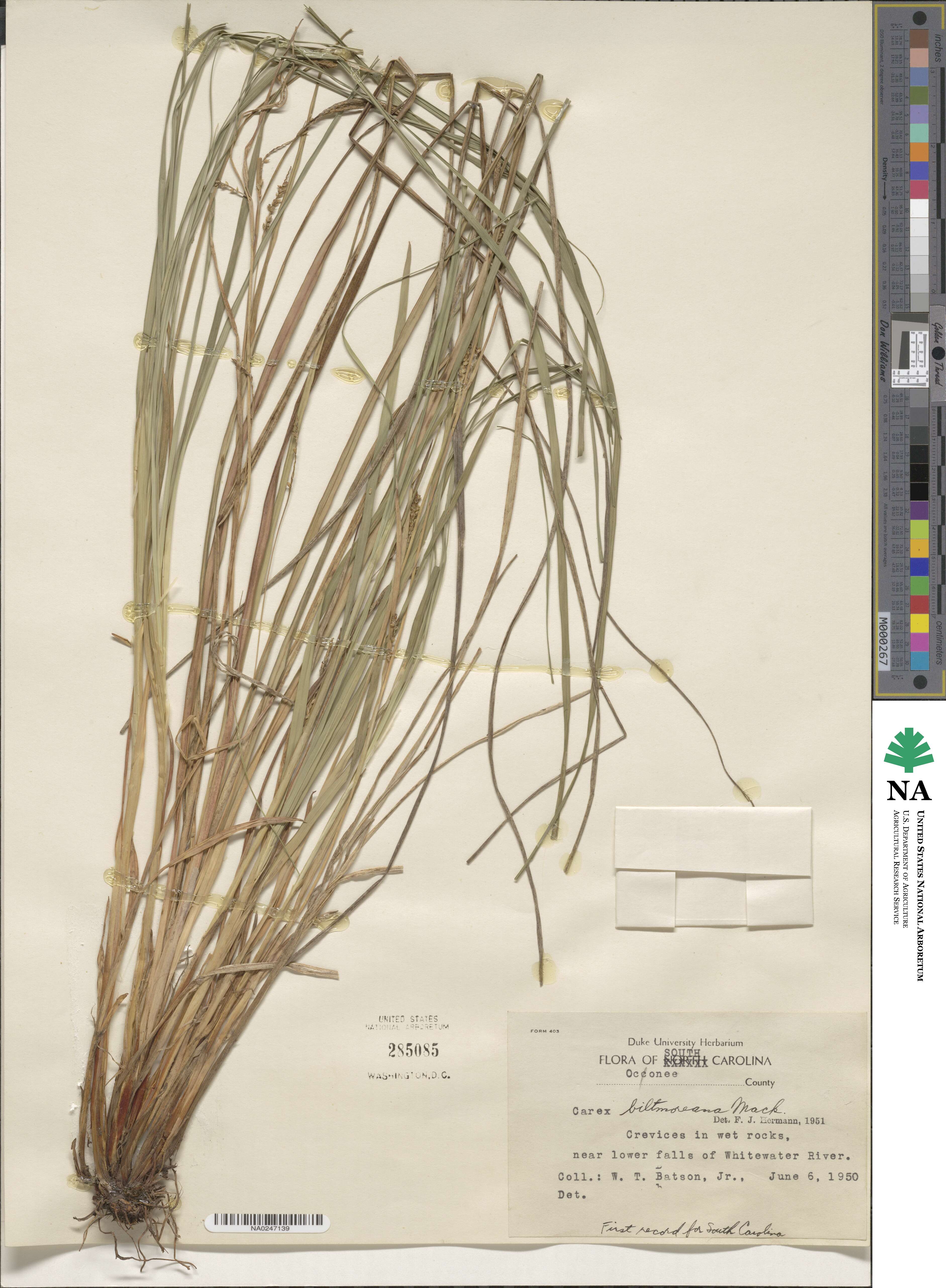 Carex biltmoreana image