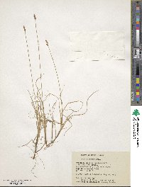 Carex simpliciuscula subsp. simpliciuscula image