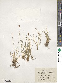 Carex simpliciuscula image