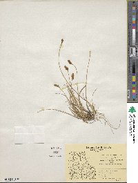 Carex simpliciuscula subsp. simpliciuscula image