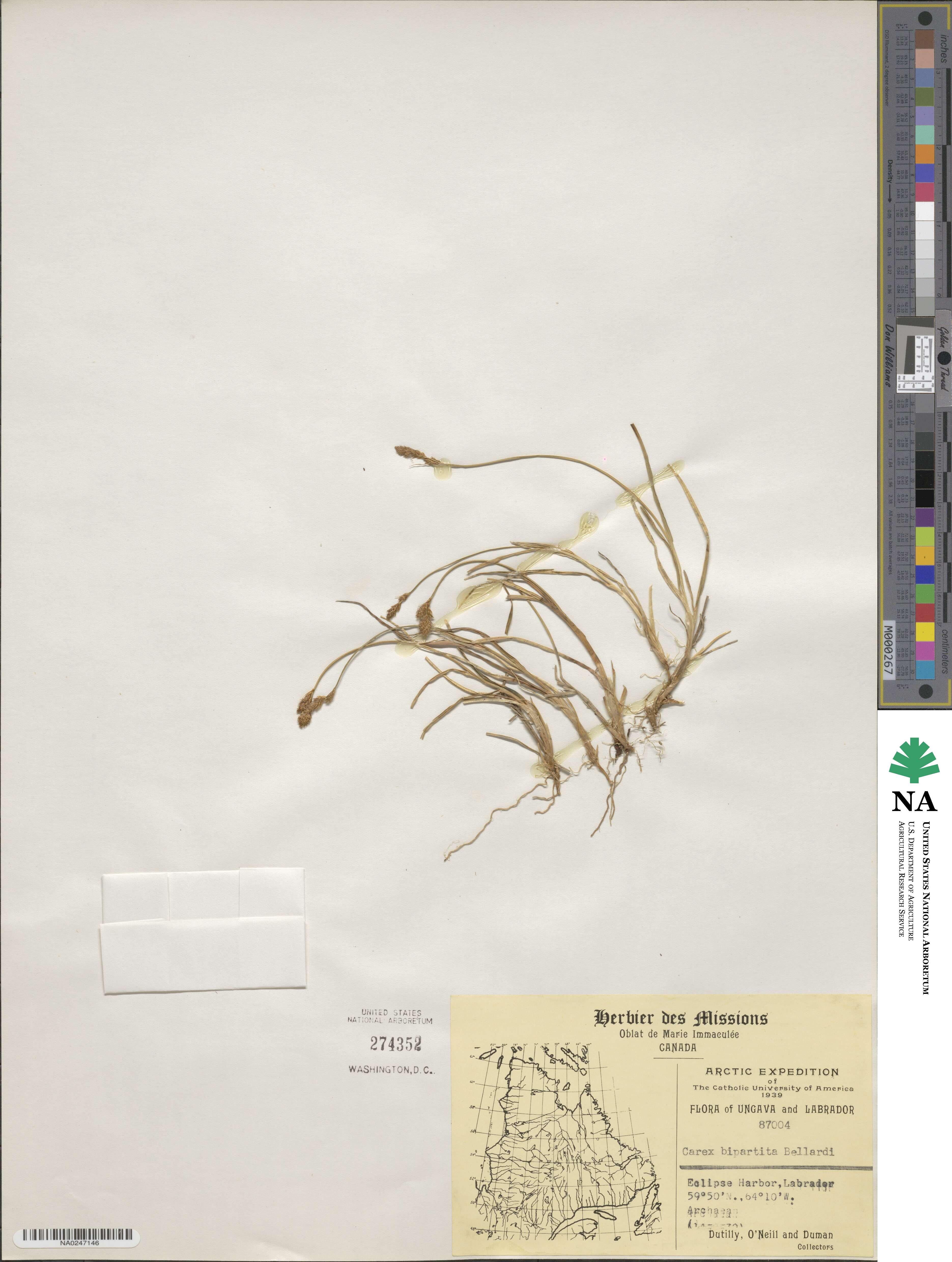 Carex simpliciuscula image