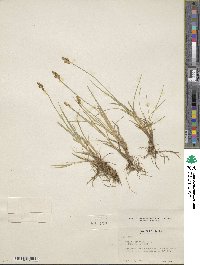 Carex simpliciuscula subsp. simpliciuscula image