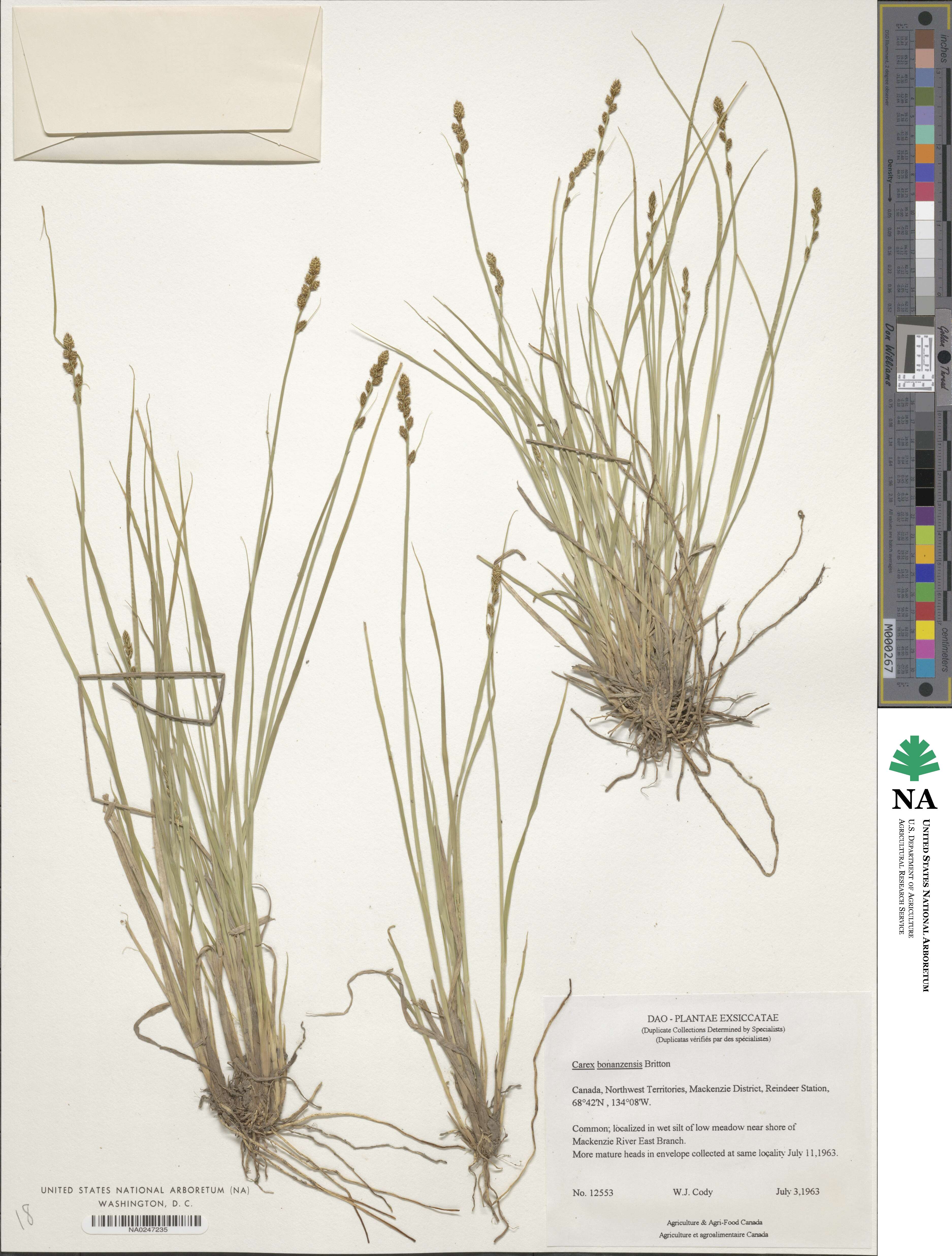 Carex bonanzensis image