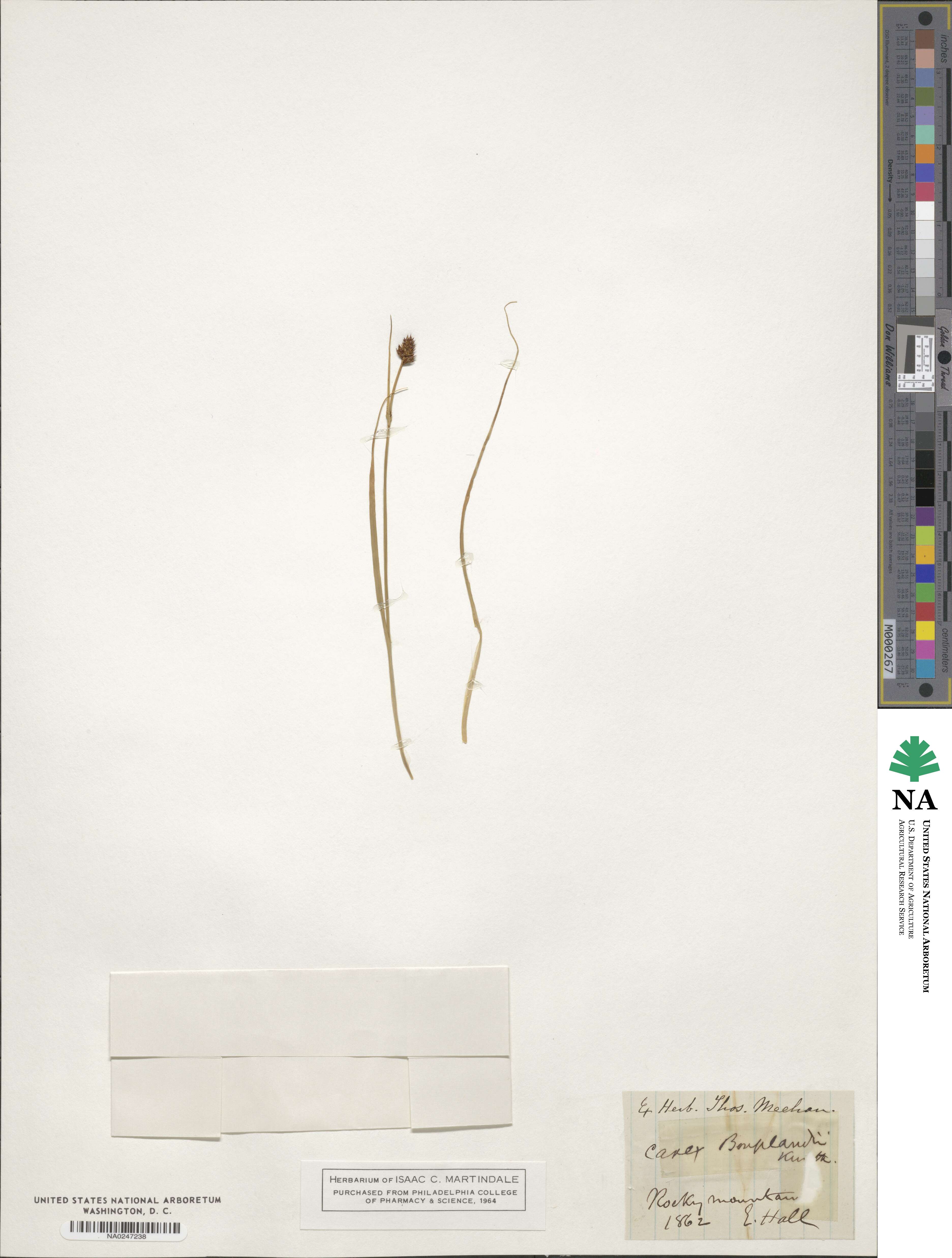 Carex bonplandii image