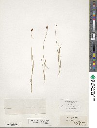 Carex bonplandii image