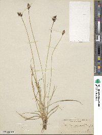 Carex bonplandii image