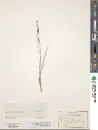 Carex aquatilis var. aquatilis image