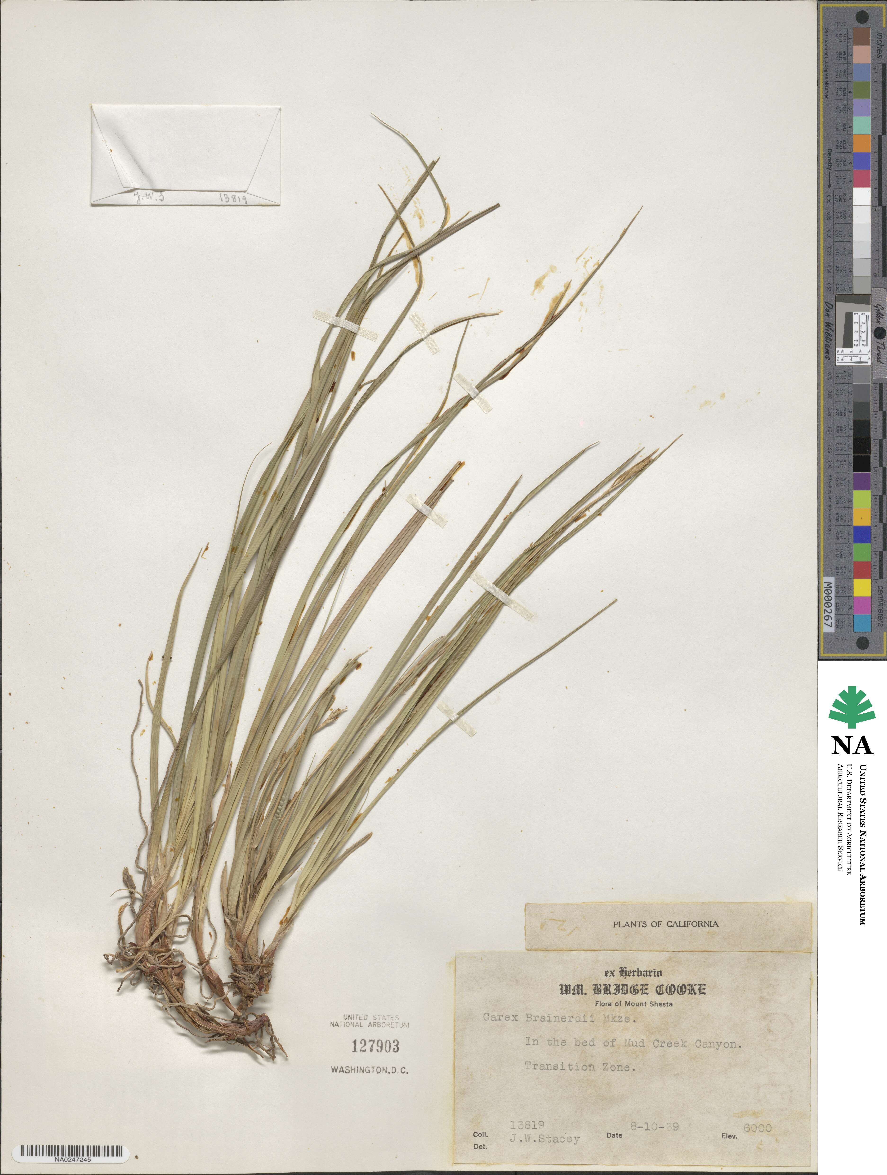 Carex brainerdii image