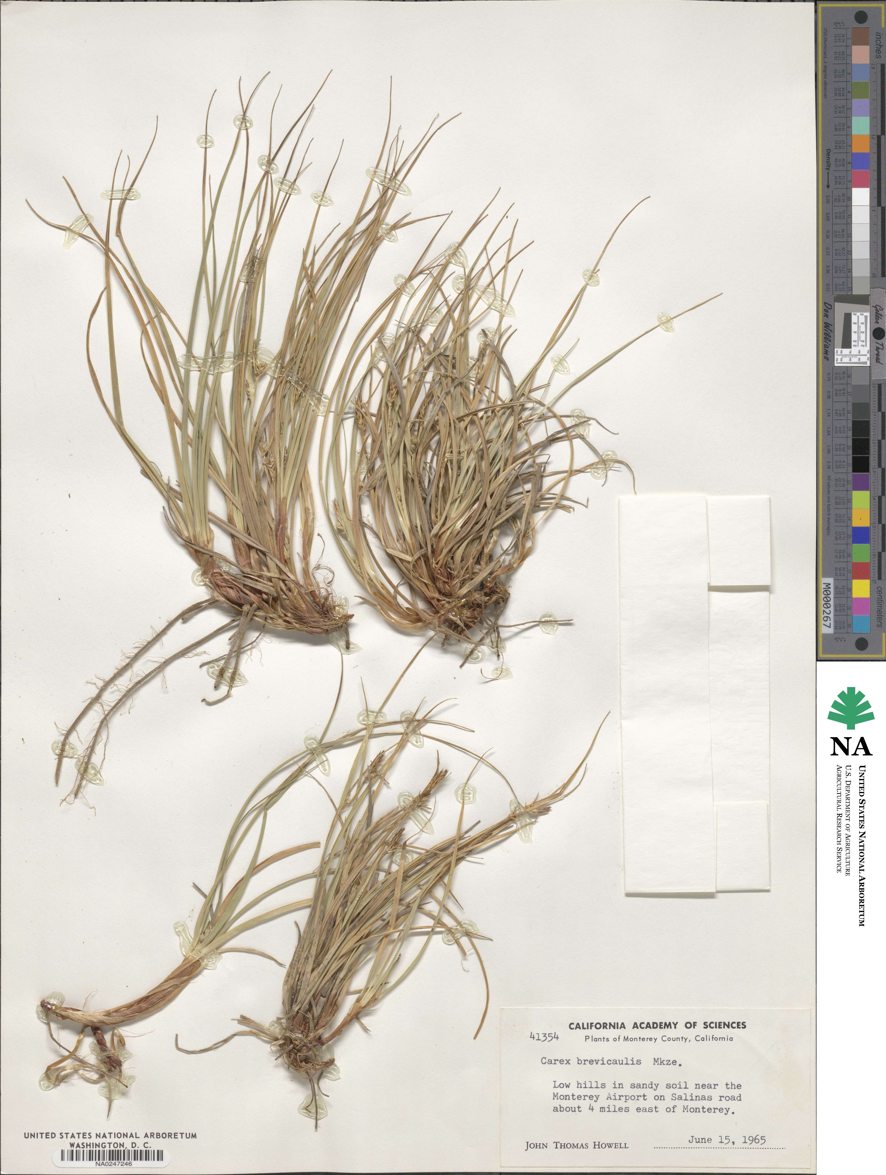 Carex brevicaulis image