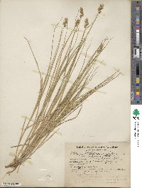 Carex brevior image