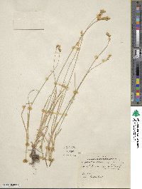 Carex brevior image