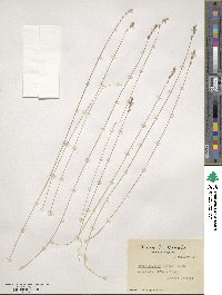 Carex brevior image