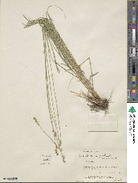Carex brevior image