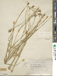 Carex brevior image