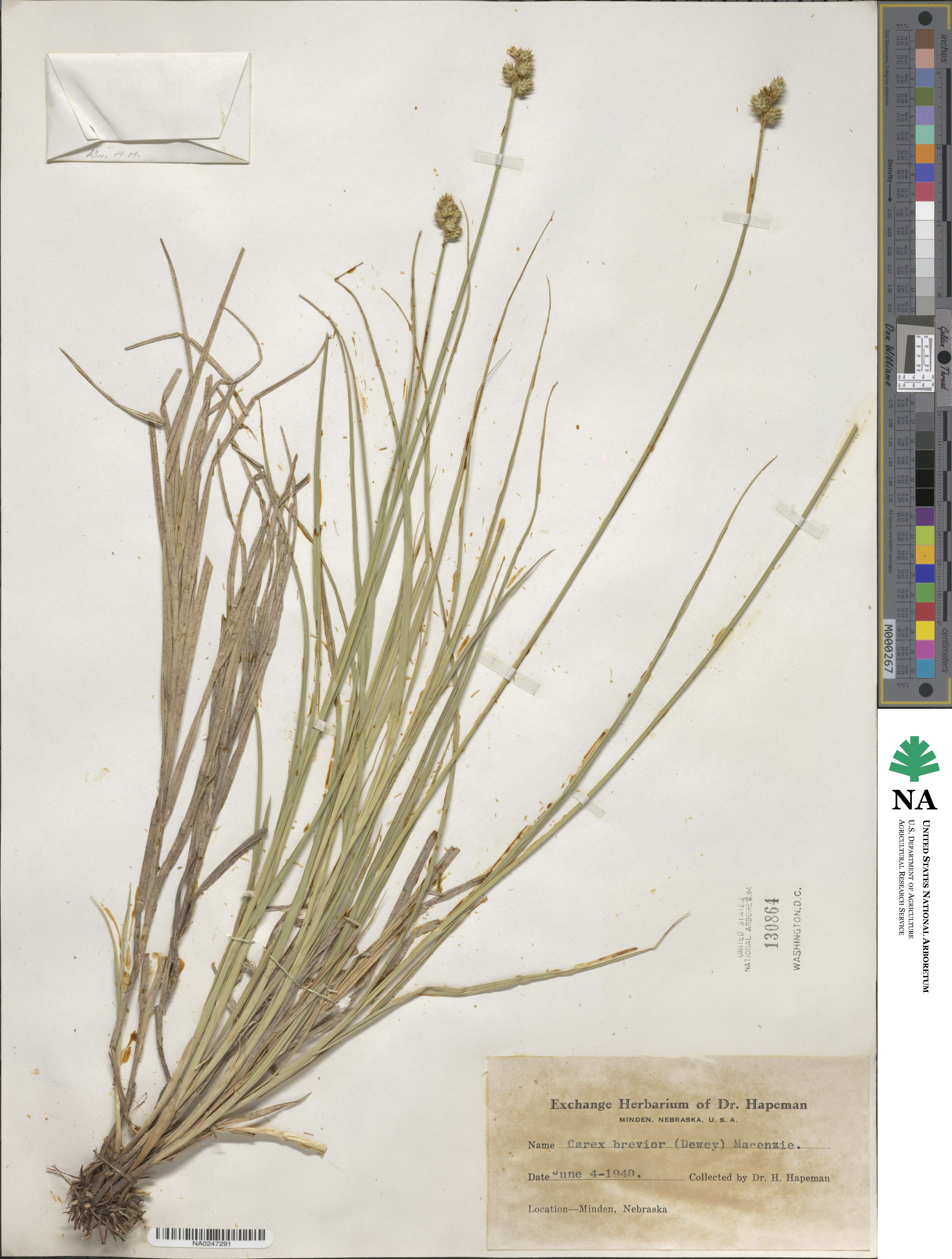 Carex brevior image