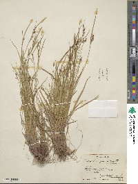 Carex rossii image