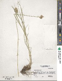 Carex tetrastachya image