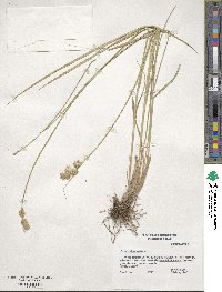 Carex tetrastachya image