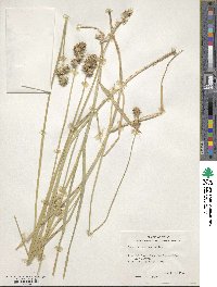 Carex tetrastachya image