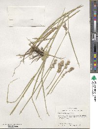 Carex tetrastachya image