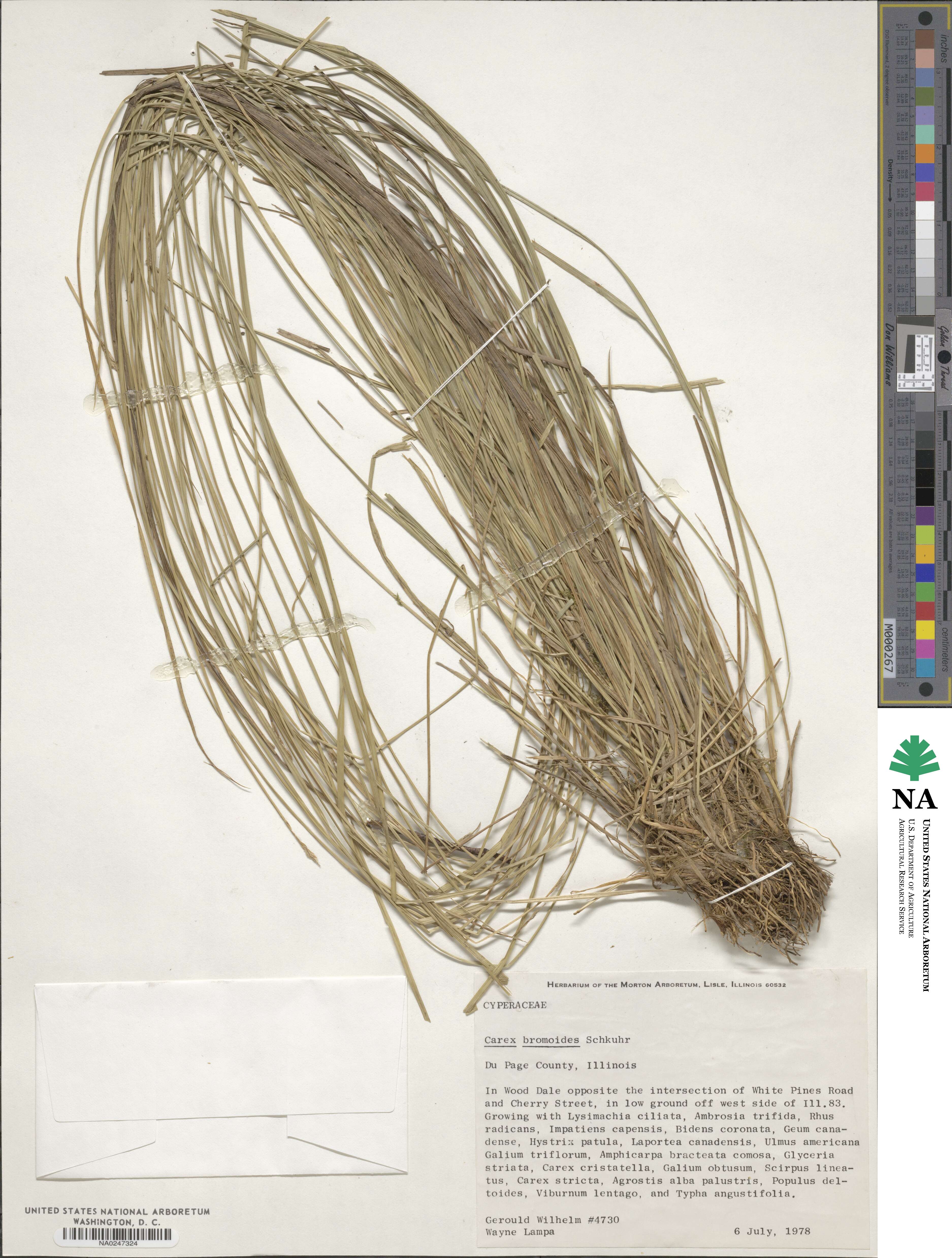 Carex bromoides image