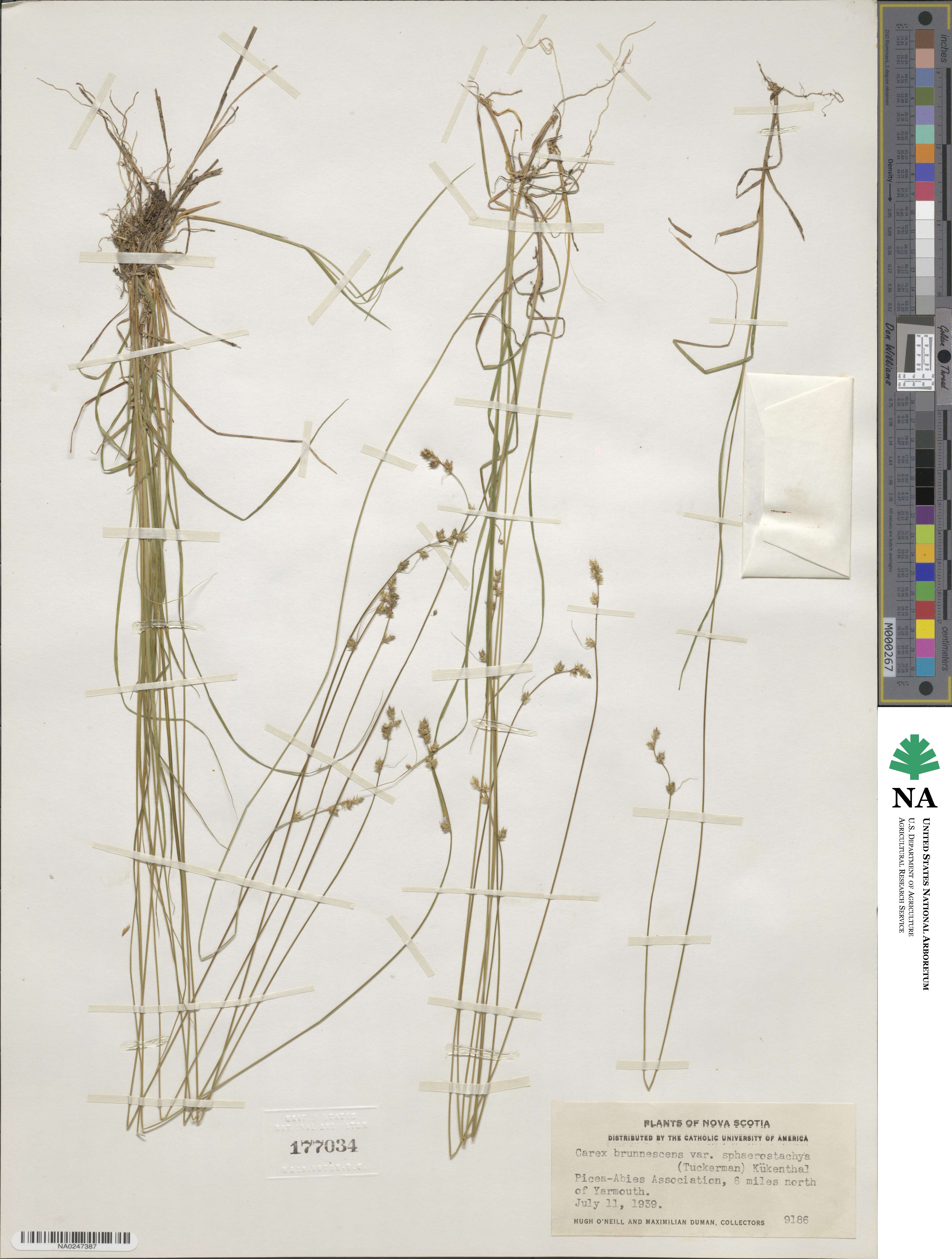 Carex brunnescens subsp. sphaerostachya image