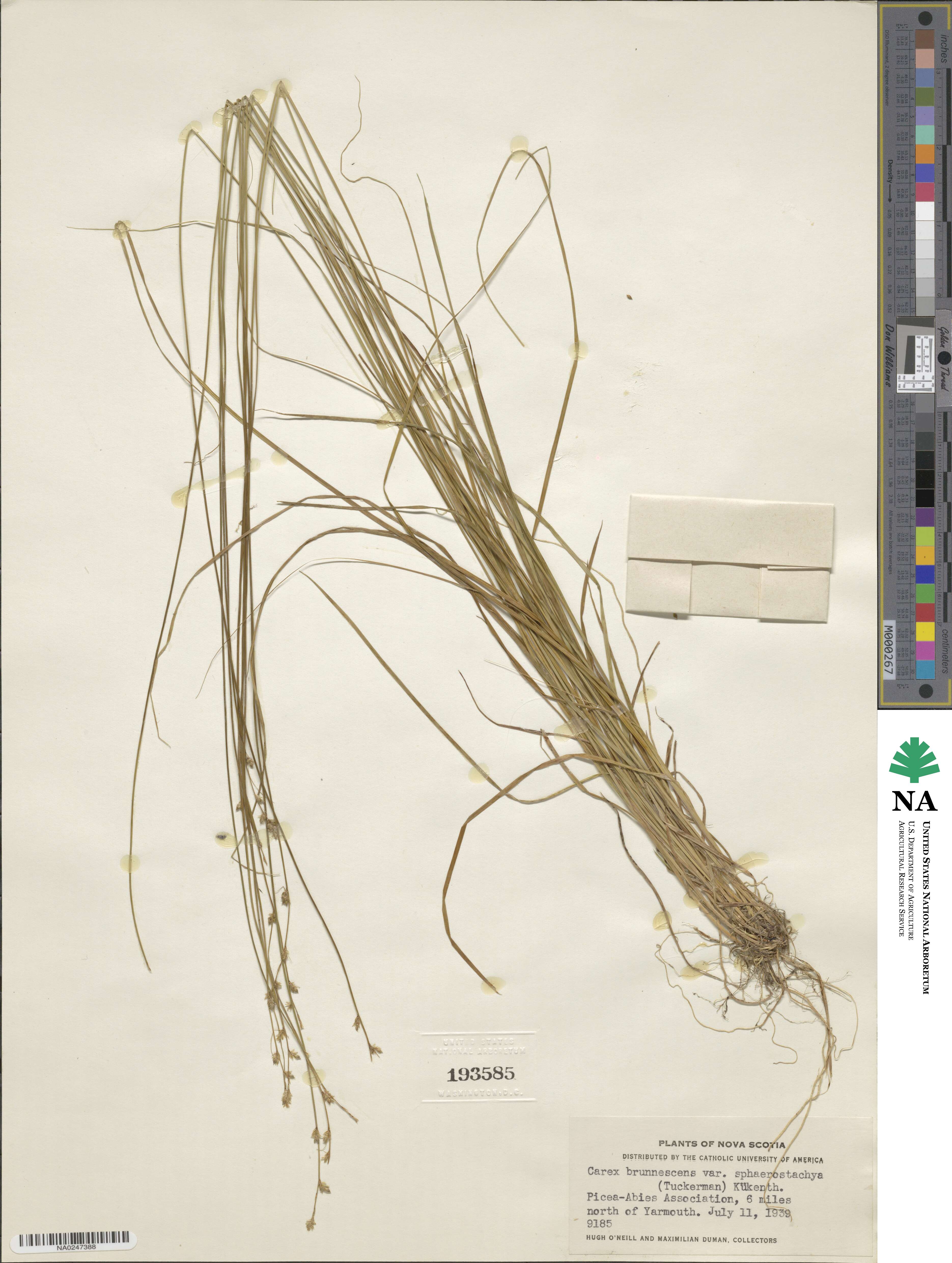 Carex brunnescens image