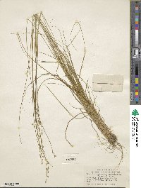 Carex brunnescens subsp. sphaerostachya image