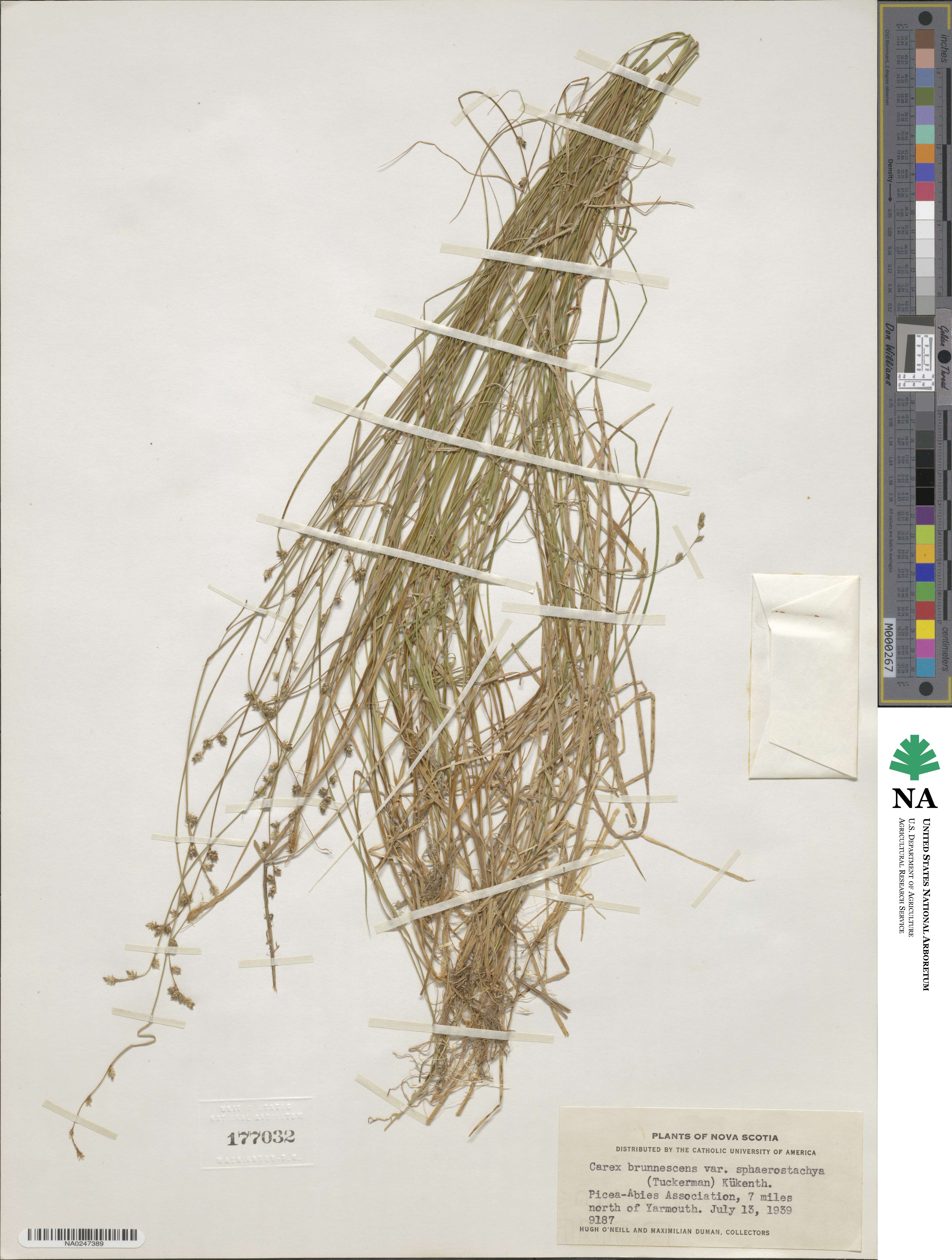 Carex brunnescens subsp. sphaerostachya image