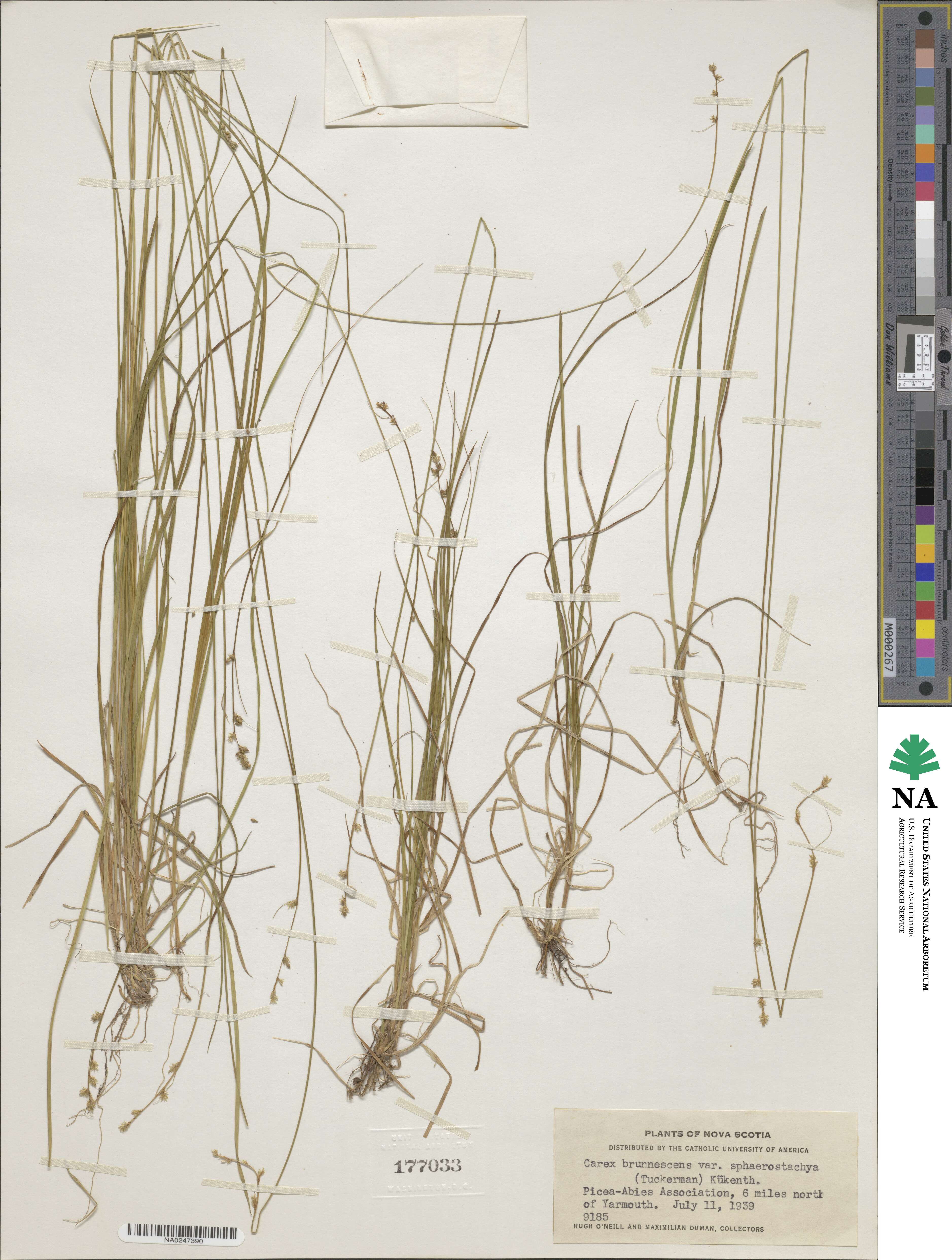 Carex brunnescens image