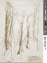 Carex brunnescens subsp. sphaerostachya image