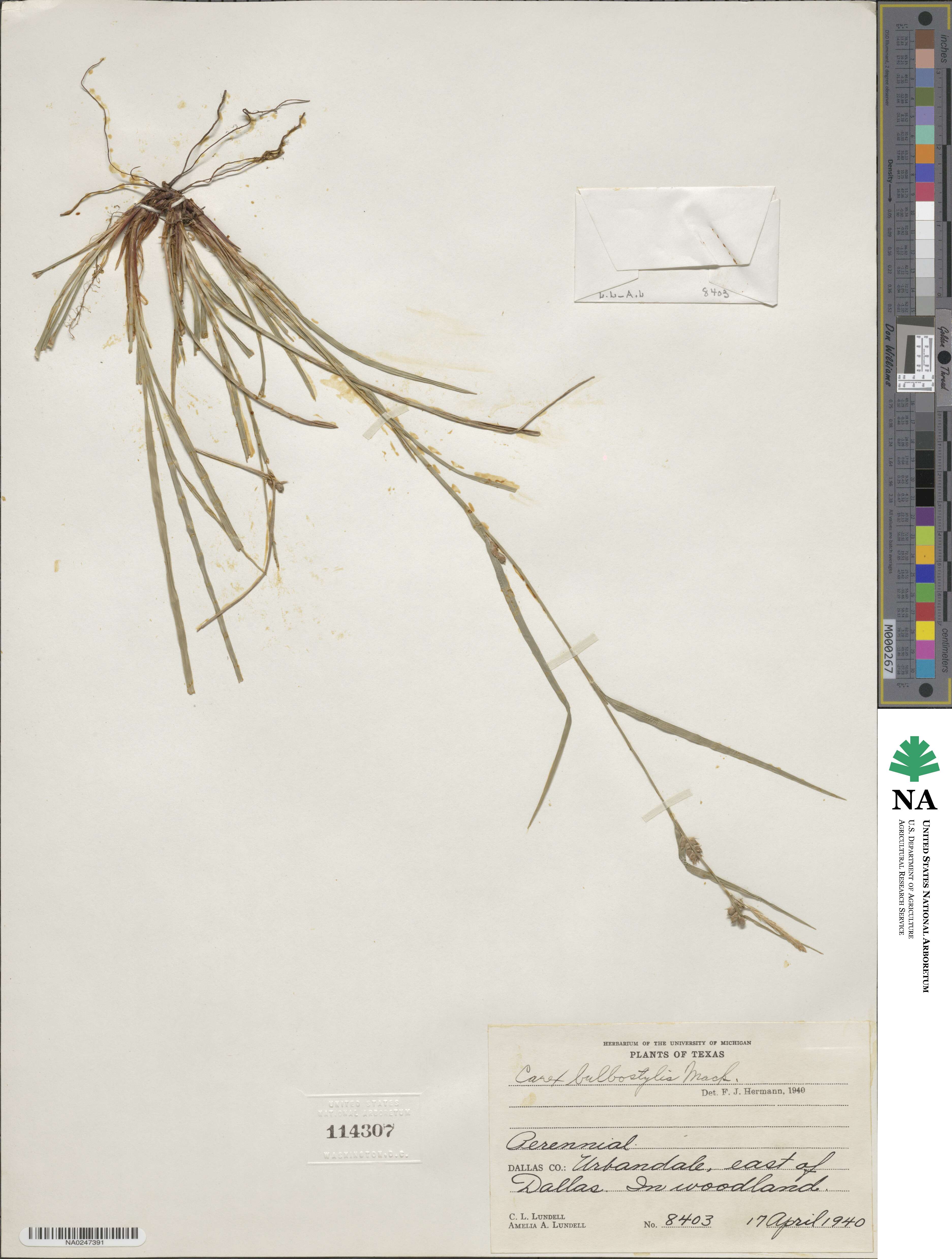 Carex bulbostylis image