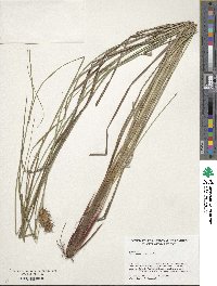 Carex bullata image