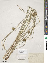 Carex bullata image