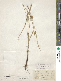 Carex bullata image