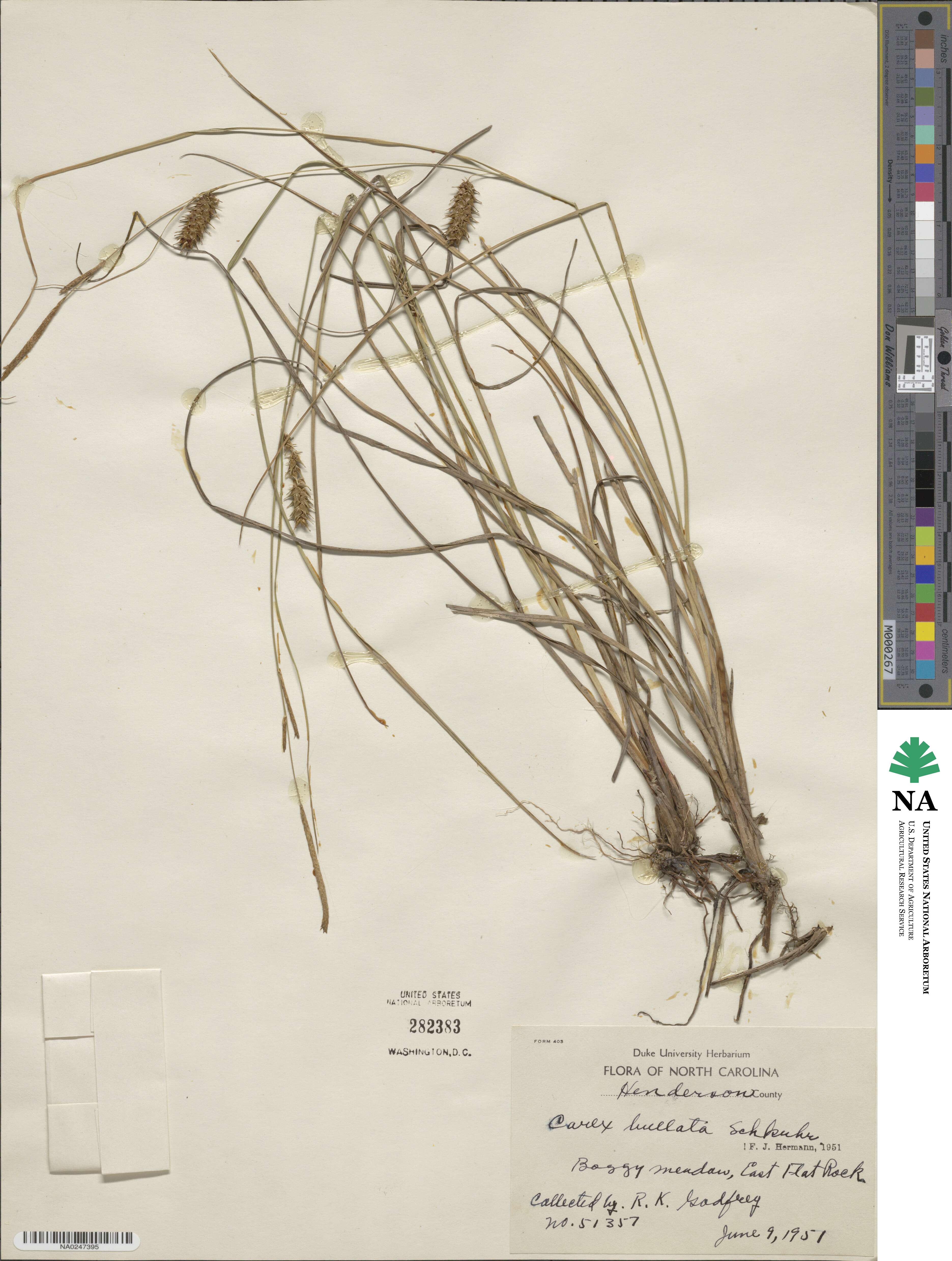 Carex bullata image