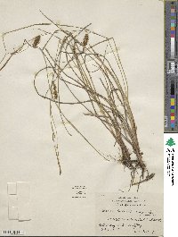 Carex bullata image