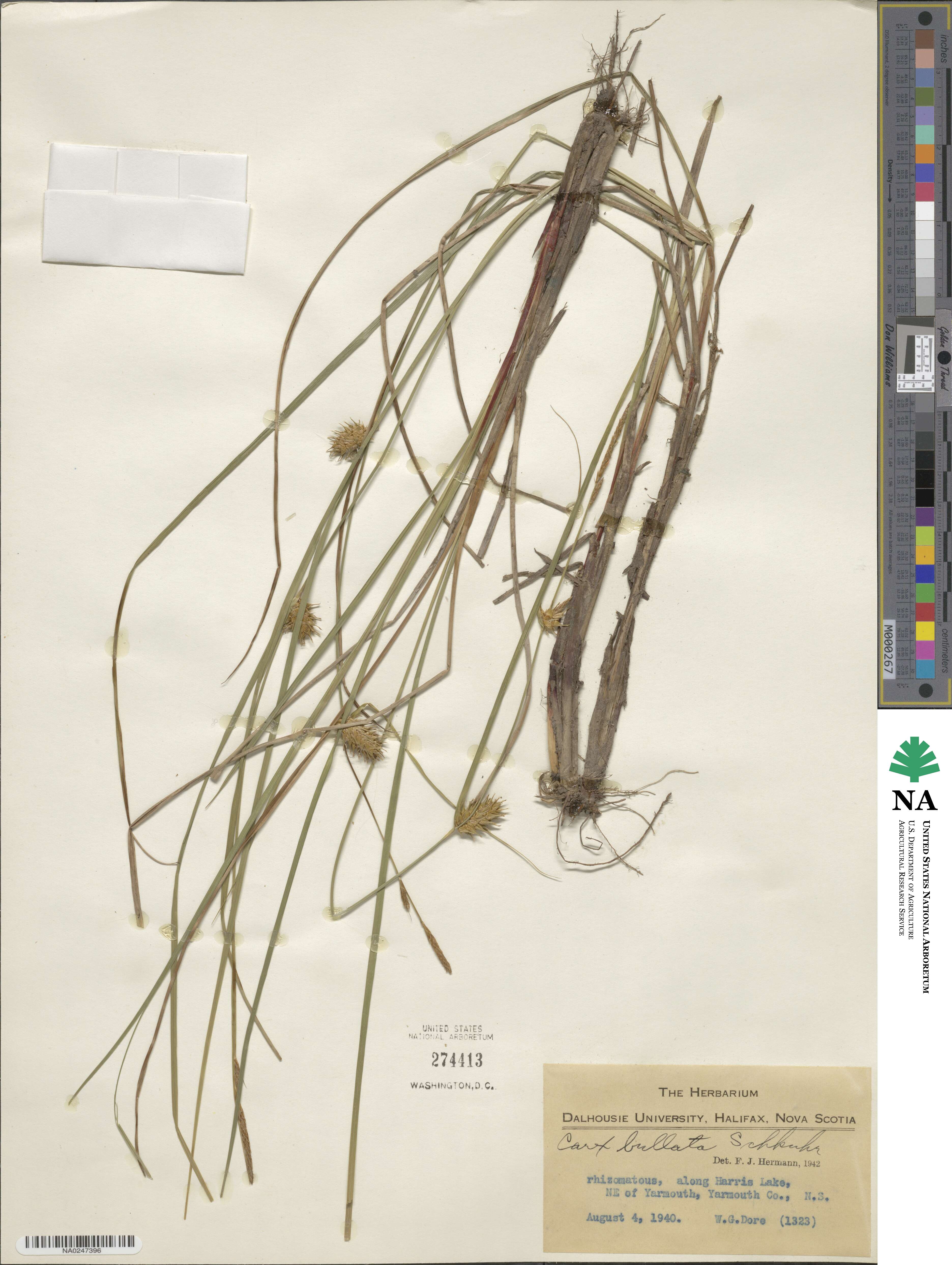 Carex bullata image