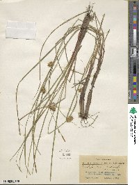 Carex bullata image