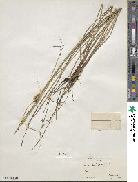 Carex bullata image