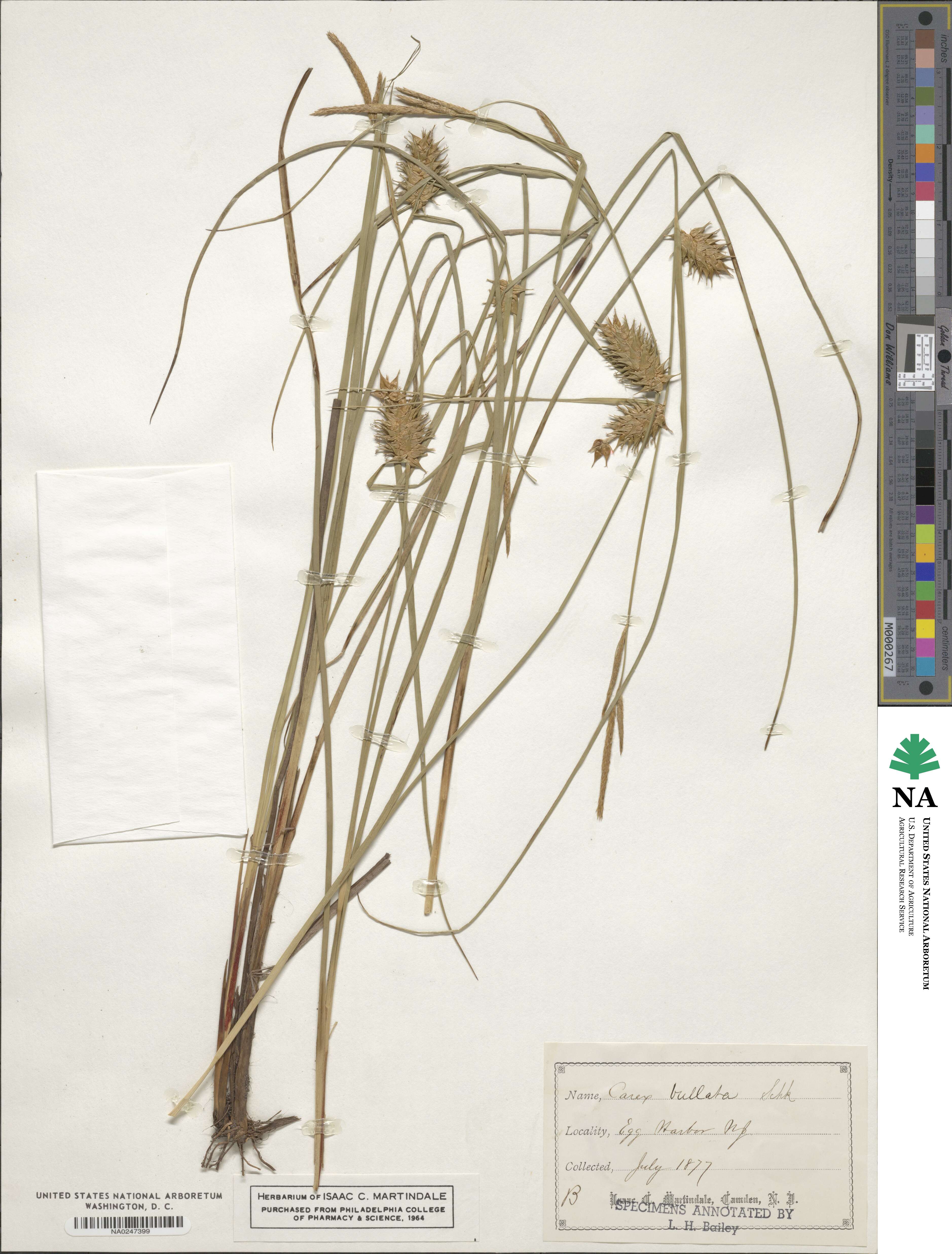 Carex bullata image