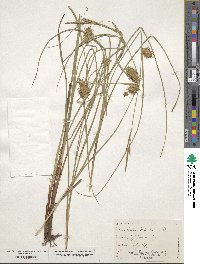 Carex bullata image