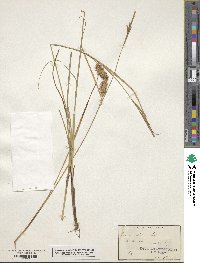 Carex bullata image