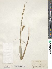 Carex bullata image